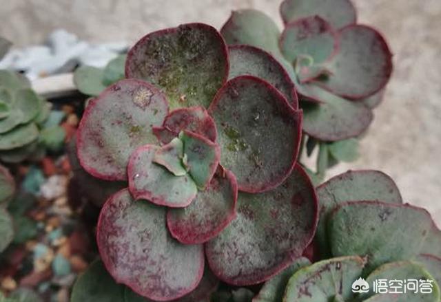 多肉分类:多肉长的几种斑该怎么区分呢？