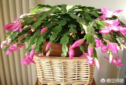 假昙花和蟹爪兰哪个好养:蟹爪兰是喜阴植物，还是喜阳植物？