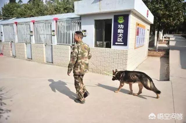 姚守岗军犬处理结果军方不告吗:二战后美国为何要力保韩国、以色列等国家和地区不受侵犯？