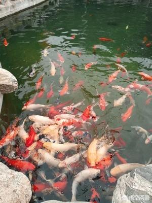 泸州鱼生病了怎么办:我养的锦鲤身上烂了，该怎样治疗？