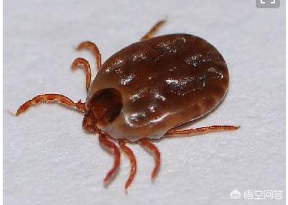 头条问答 - 牛得了焦虫病输血打针后,为什么不能太阳暴晒?(3个回答)