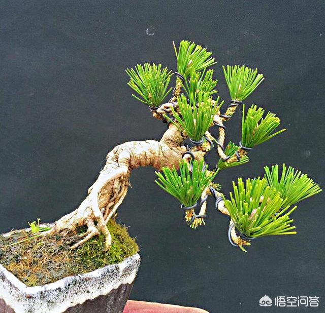 头条问答 如何使松树盆景在三两年内矮化 老化 26个回答