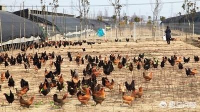 安第斯山猫可以养殖吗:在农村养土鸡是种怎样的体验？