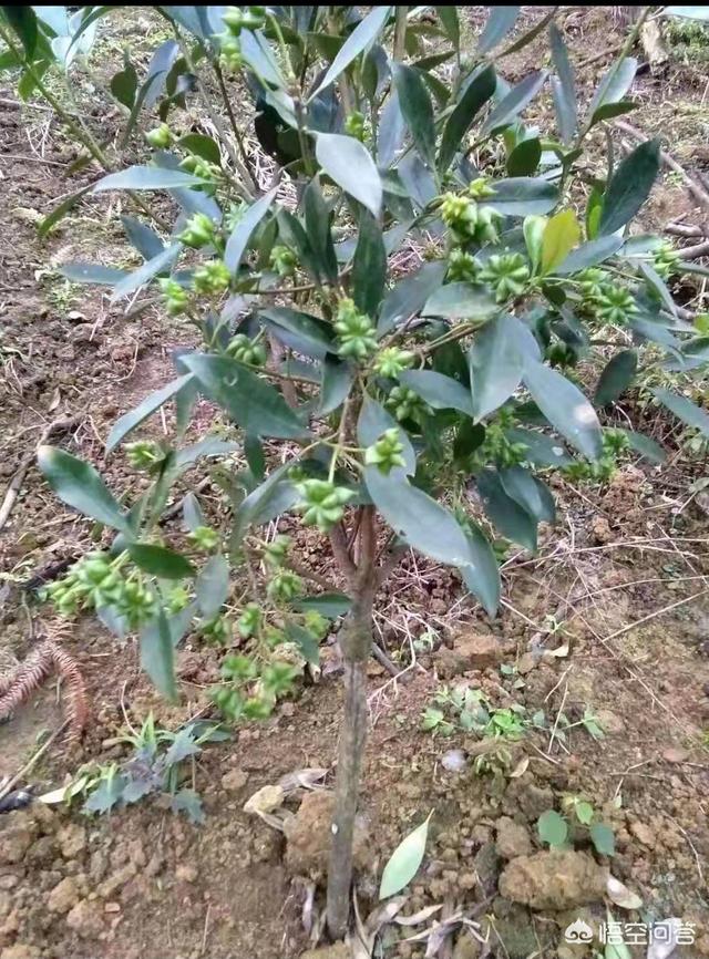 头条问答 怎样使八角树早结果 7个回答