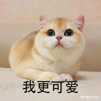 四川简州猫四耳图片:猫咪是很有治愈系的动物，你喜欢哪种？ 四川简州猫值钱吗