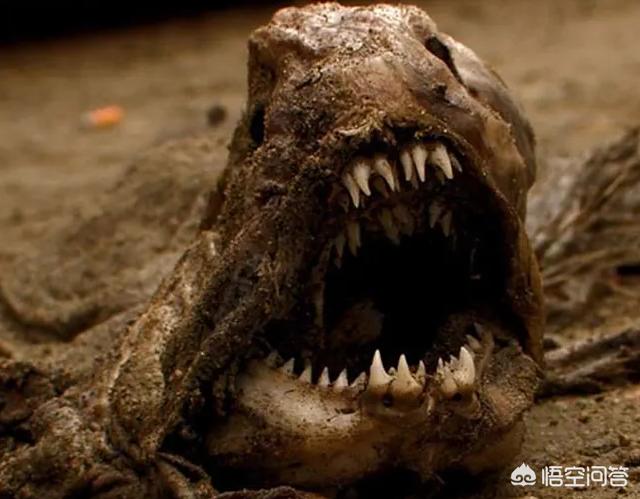 14大恐怖生物，世界上最恐怖的动物是什么