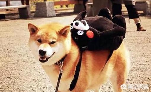 小柴犬阿旺的和风式生活百度云:想养一只柴犬，家里没有院子，能不能养？