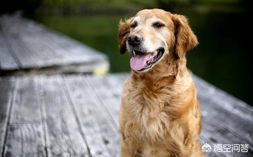 小金毛跑步视频:金毛体型小是不是不纯，金毛犬体型小怎么回事呢？ 小金毛跑步慢动作