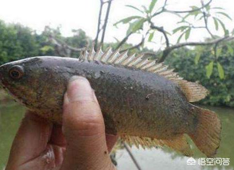 在南方农村有一种鱼，离水较长时间也不死，还捕食鸟类和小鱼，是什么鱼？