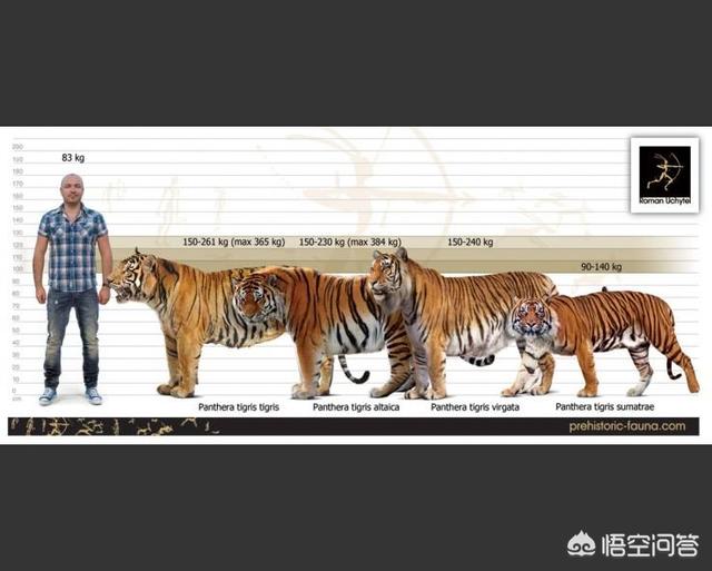 恐猫打得过苏门答腊虎吗？