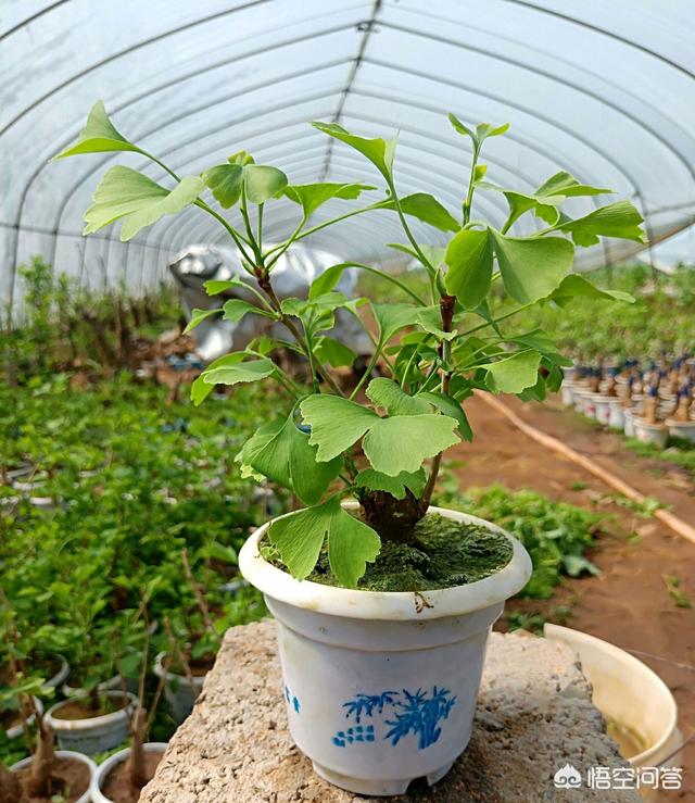 头条问答 - 盆景树苗家里如何种活?(2个回答)