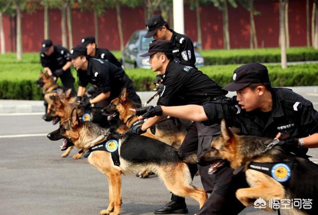 比特犬德国牧羊犬吧:养德国牧羊犬，有什么不好的地方吗？