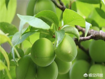 海参什么样的人不能吃,有蛋白尿的老人能不能吃海参啊？