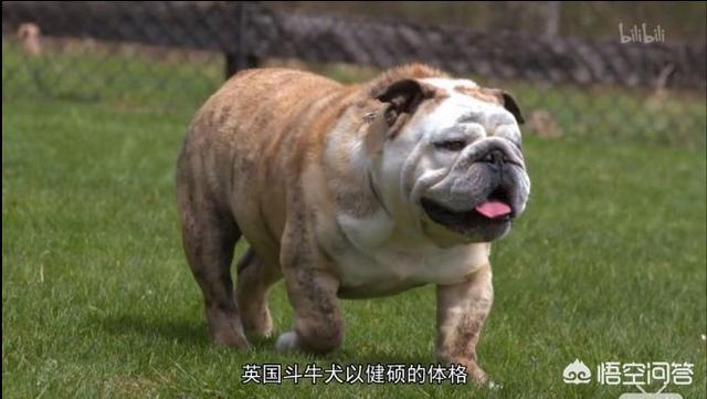 沉默的斗牛犬博客:中文互联网的产出在渐渐枯萎吗？