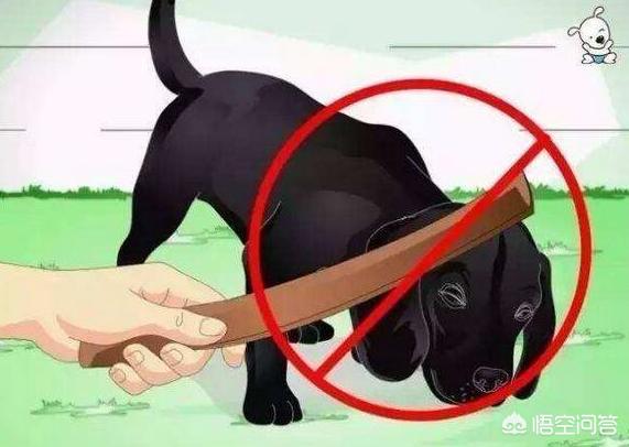 拉布拉多三狗组被小主人偷摸带跑:主人的哪些行为，对拉布拉多犬来说很糟糕？ 拉布拉多和土狗打架被打死