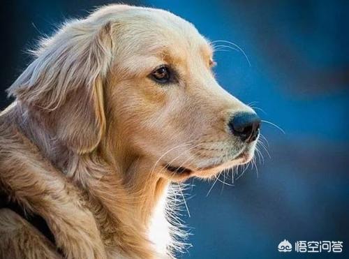 金毛尿频流眼泪流鼻涕:金毛幼犬流鼻涕且干呕，饭量不好应该怎么办？