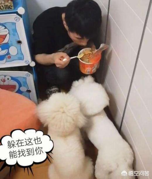 比熊犬吃什么,比熊母狗吃什么狗粮去泪痕？