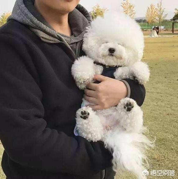 比熊犬吃什么,比熊母狗吃什么狗粮去泪痕？