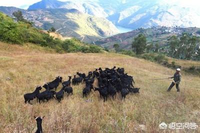 黑鳘鱼市场价格:散养500只黑山羊一年有多少利润？