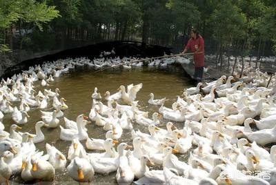 射水鱼吃什么饲料:射水鱼吃颗粒饲料吗 鱼菜共生系统的鱼饲料是什么？