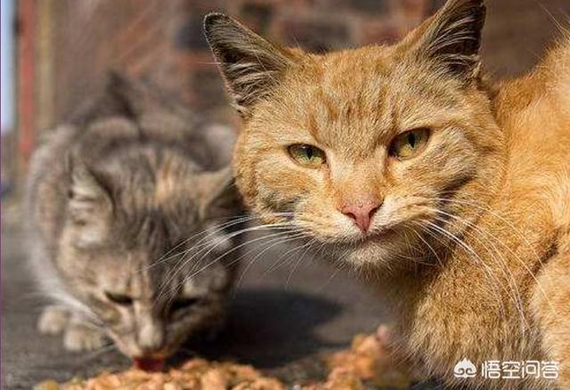 猫罐头vitakraft:猫罐头里有卡拉胶，对猫咪有害吗？ 猫罐头狗能吃吗