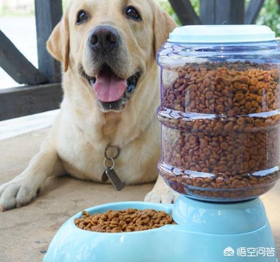 狗狗眼屎多:狗狗眼屎特别多，还有泪痕了，这该怎么办？