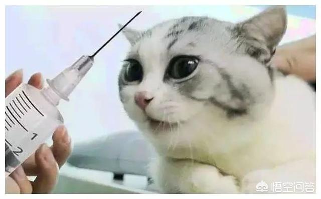 小猫又瘦又贫血怎么办？-头条问答