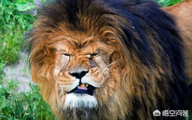锈斑猫途:为什么印度这么多野生猫科动物？