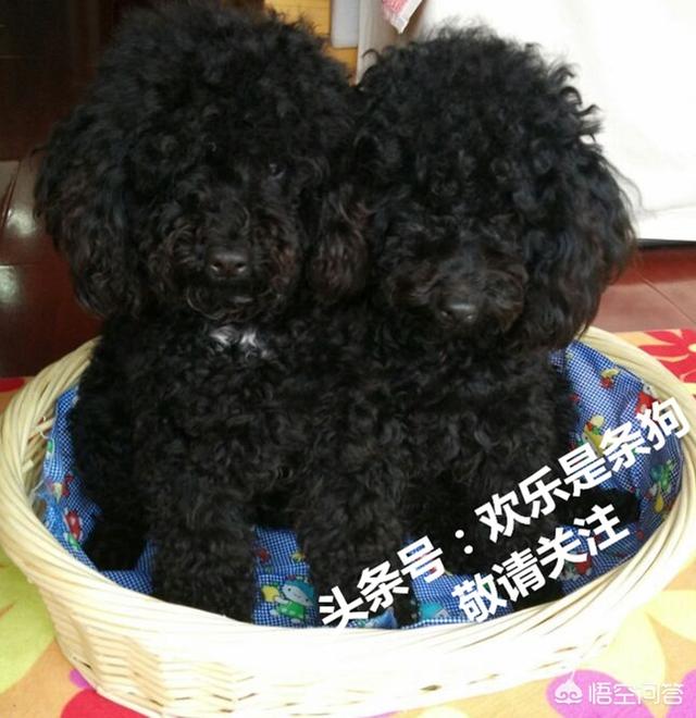 适合在楼房养的大型犬排名:楼房里面养什么样的小狗合适？