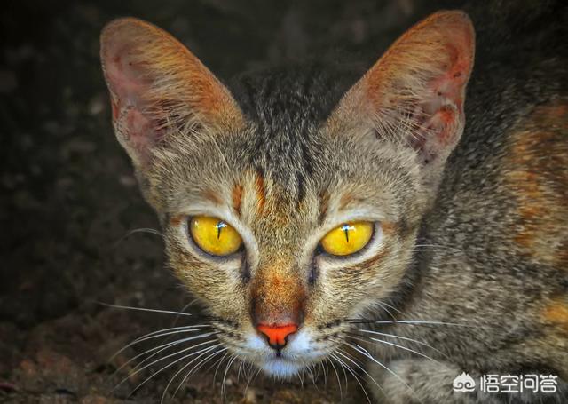 锈斑猫途:为什么印度这么多野生猫科动物？