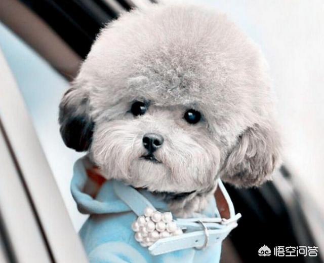 灰色贵宾犬造型图片:为什么有的人这么喜欢灰色泰迪犬？ 灰色巨型贵宾犬图片