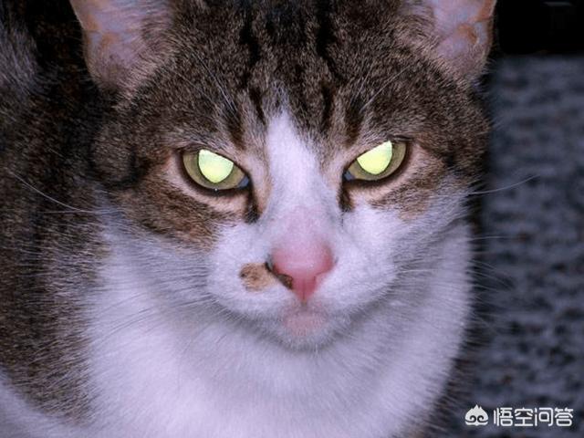 猫眼睛:夜猫的眼睛晚上会发光，家猫的眼睛为何夜晚不会发光？