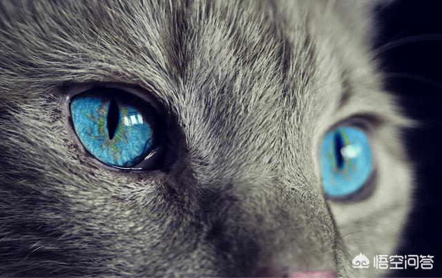 猫眼睛:夜猫的眼睛晚上会发光，家猫的眼睛为何夜晚不会发光？