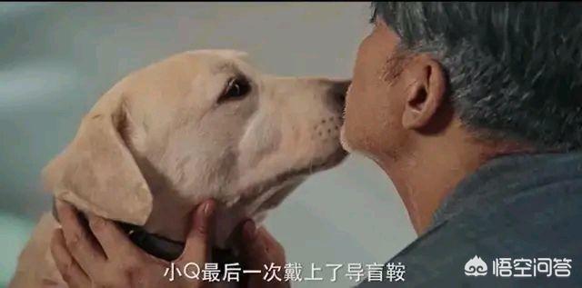 导导肓犬小q电影:导盲犬小q电影完整版 看过《小Q》后，你觉得影片中哪一幕最让你感动？