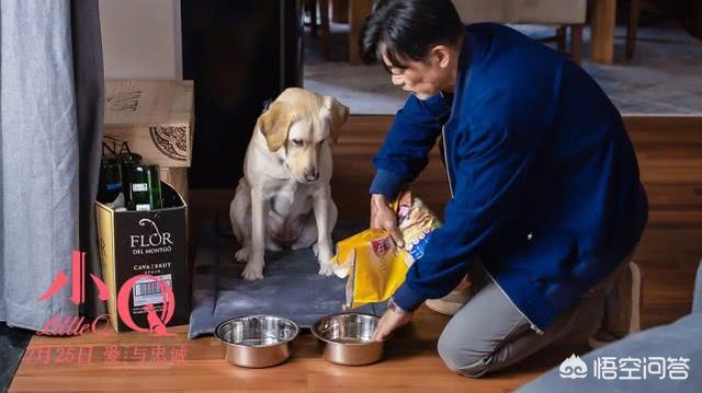 导导肓犬小q电影:导盲犬小q电影完整版 看过《小Q》后，你觉得影片中哪一幕最让你感动？
