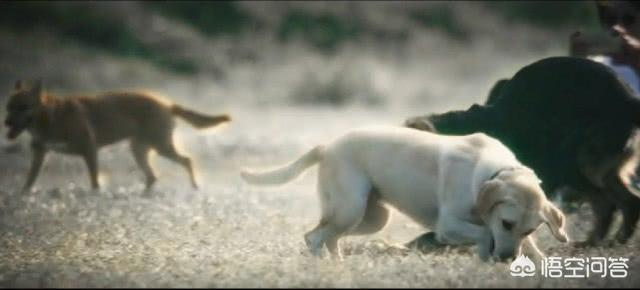 导导肓犬小q电影:导盲犬小q电影完整版 看过《小Q》后，你觉得影片中哪一幕最让你感动？