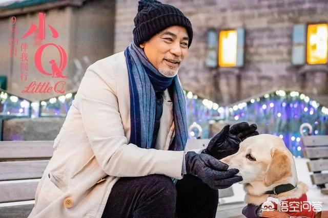 导导肓犬小q电影:导盲犬小q电影完整版 看过《小Q》后，你觉得影片中哪一幕最让你感动？