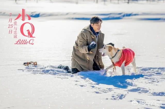 导导肓犬小q电影:导盲犬小q电影完整版 看过《小Q》后，你觉得影片中哪一幕最让你感动？