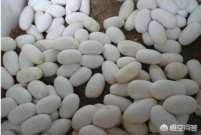蛇蛋的营养价值比鸡蛋还要高，为什么农村人即使碰到蛇蛋也不吃呢？难道蛇蛋不能吃吗？
