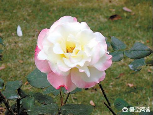 秋天月季花栽培方法如下:月季入秋后，真的适合移植吗？
