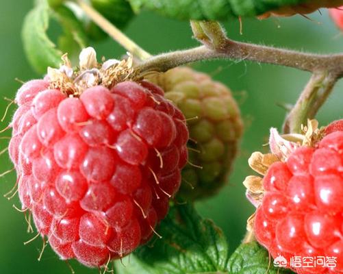 壮阳春植物果实，农村满山遍野生长的树莓，人工怎么种植泡酒有什么功效