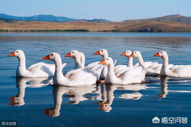 中国的古诗词里都有哪些关于家禽,家畜的描写？
