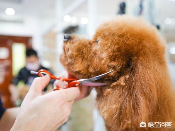 上海宠物连锁店加盟费多少钱:上海宠物店加盟品牌是什么？ 烧烤连锁店加盟费多少