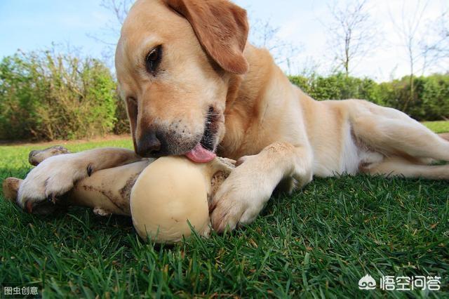 犬布鲁氏杆菌:宠物犬会感染新型冠状病毒吗？谢谢？