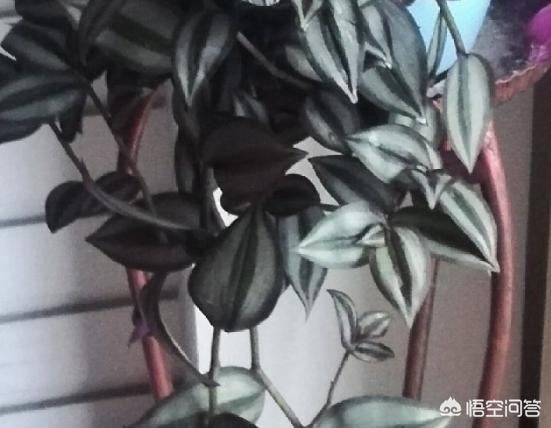 花卉图片大全吊竹梅:倒挂金钟出花苞就干是什么原因？该怎么办？