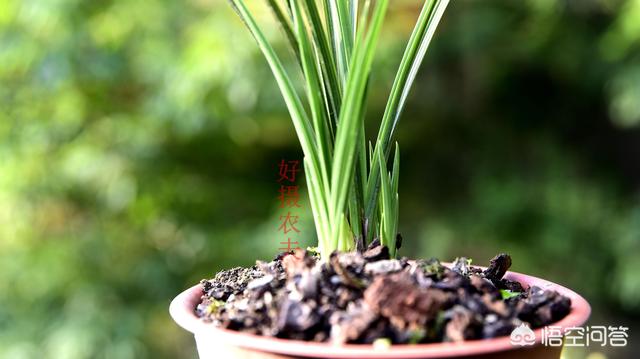 火焰兰:秋季兰花浇水应该注意些什么？ 火焰兰花语