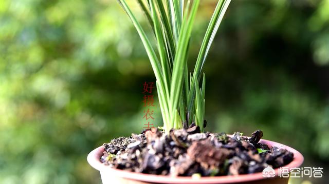 兰花浇水口诀是什么，盆栽兰花浇水的方法也有讲究吗