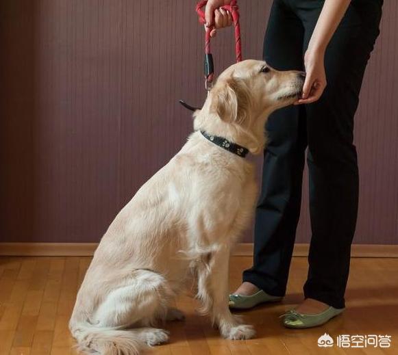 电击项圈如何训练狗:如何让狗狗养成正确的排泄习惯，狗狗尿尿调教的小妙招？