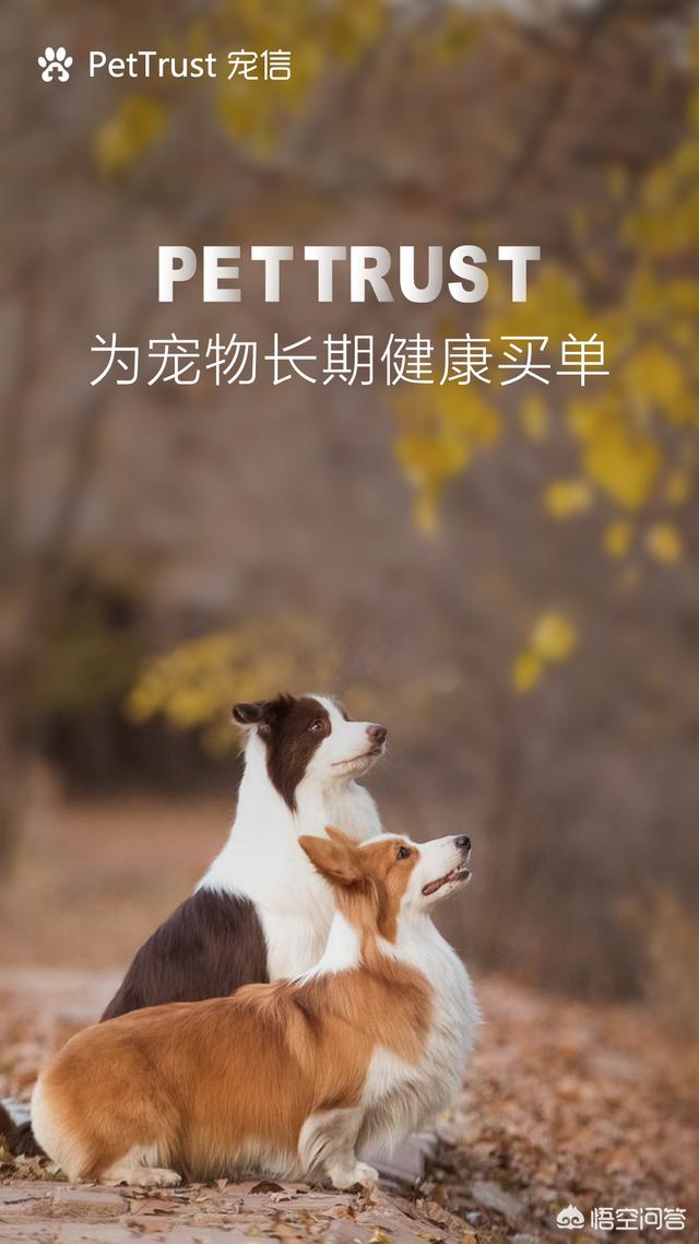 罗威纳幼犬到家:幼犬刚到新环境应该注意哪些？