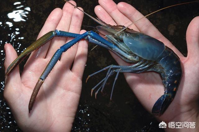 大头虾是罗氏沼虾吗?怎么区别?-萨尔茨堡的鱼的回答-头条问答